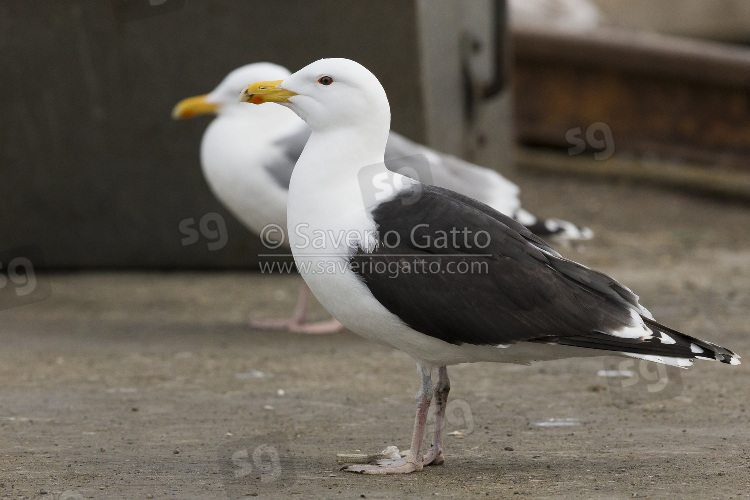 Great Black-backed Gull